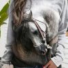 Clothing Azzlee Sweatshirt & Hoodies | Casual Graphic Tops Round Neck Long Sleeve Horse Printed Sweatshirts Multi